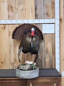 Strutting Turkey Full Body Bird Taxidermy