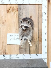 Raccoon Relaxing On A Limb Full Body Taxidermy Mount