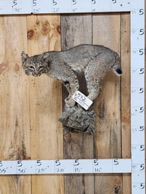 Juvenile Bobcat Full Body Taxidermy Mount
