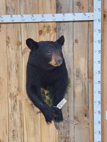 Nice Black Bear Half Body Taxidermy Mount