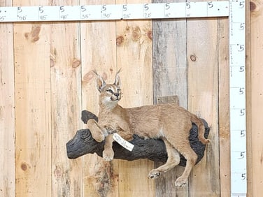 African Caracal Cat Full Body Taxidermy Mount
