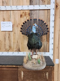 Ocellated Turkey Full Body Bird Taxidermy