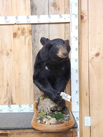 Black Bear Half Body Taxidermy Mount