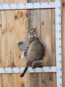Bobcat Full Body Taxidermy Mount