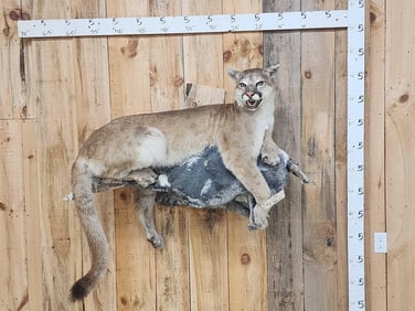 Mountain Lion Cougar Full Body Taxidermy Mount