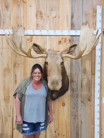 53" Wide Moose Shoulder Mount Taxidermy