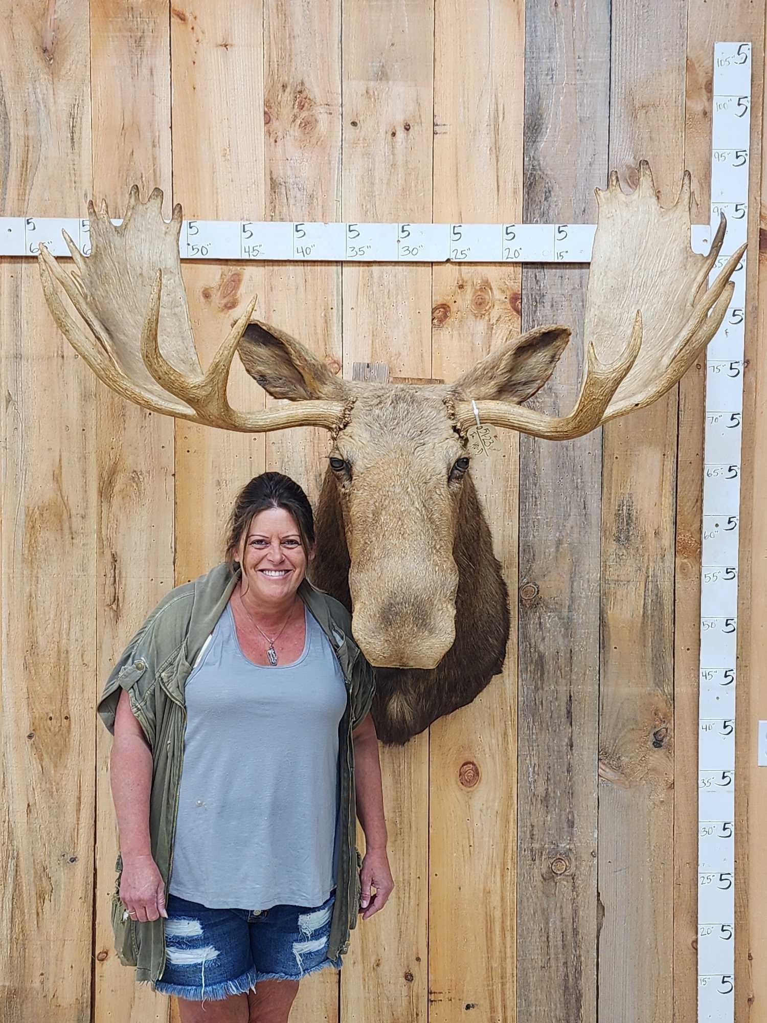 53" Wide Moose Shoulder Mount Taxidermy (1 of 5)