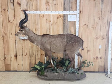 Rare African Mountain Nyala Full Body Taxidermy Mount