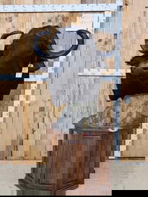 African Cape Buffalo Pedestal Taxidermy Mount