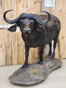 African Cape Buffalo Shoulder Mount Taxidermy