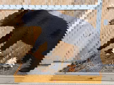 Extra Nice Black Bear Full Body Taxidermy Mount