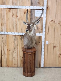 African Waterbuck Pedestal Taxidermy Mount