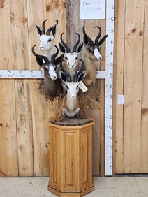 Spectacular African Springbok Grand Slam Pedestal Taxidermy Mount