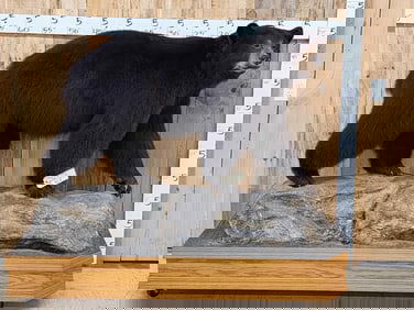 Black Bear Full Body Taxidermy Mount