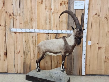 BIG Ibex Full Body Taxidermy Mount