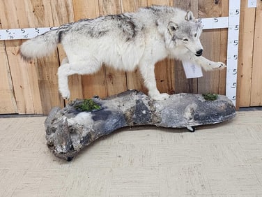 Alaskan Wolf Full Body Taxidermy Mount