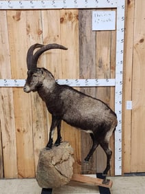 Spanish Ibex Full Body Taxidermy Mount