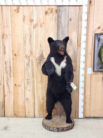 Black Bear Full Body Taxidermy Mount