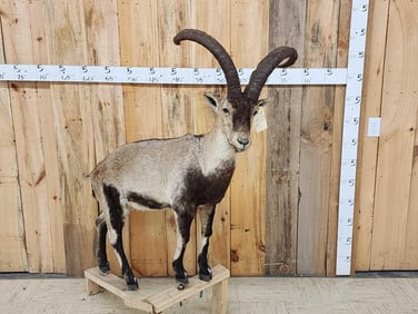 Spanish Ibex Full Body Taxidermy Mount
