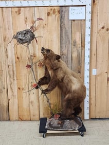 Brown Phase Black Bear Full Body Taxidermy Mount
