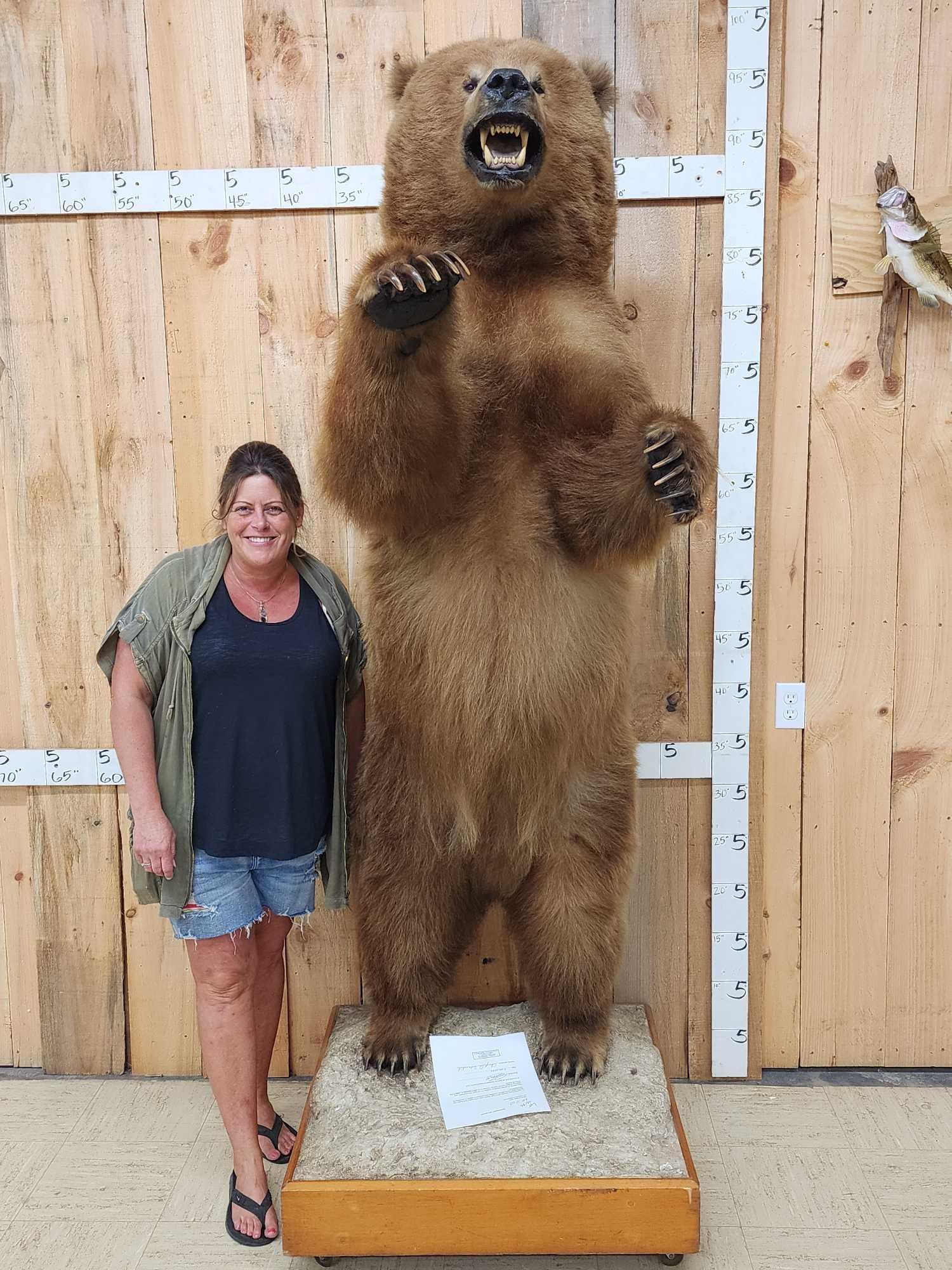 Alaskan Grizzly Bear Full Body Taxidermy Mount (1 of 12)