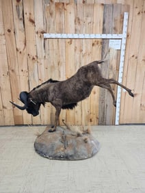 African Black Wildebeest Full Body Taxidermy Mount
