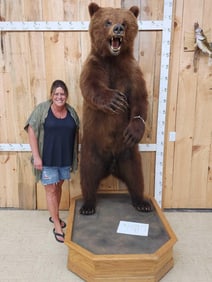 Alaskan Grizzly Bear Full Body Taxidermy Mount