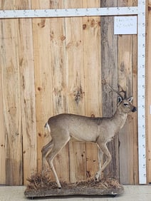 Roe Deer Full Body Taxidermy Mount