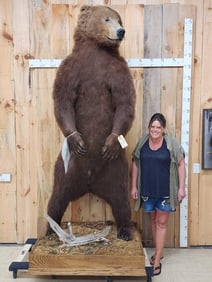 GIANT Alaskan Brown Bear Full Body Taxidermy Mount