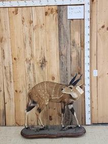 African Cape Bush Buck Full Body Mount Taxidermy