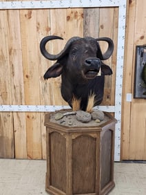 African Cape Buffalo Pedestal Taxidermy Mount