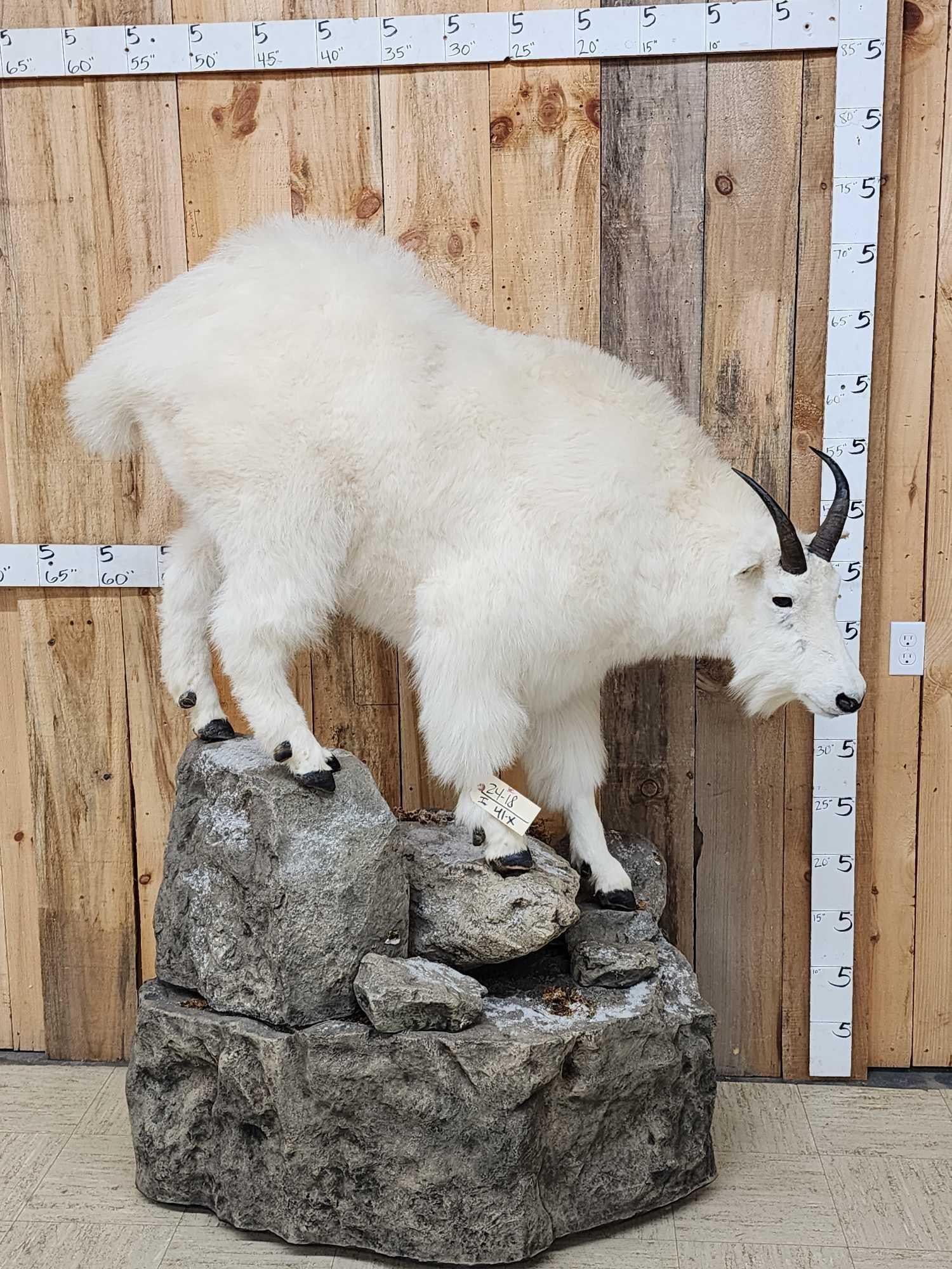 Mountain Goat Full Body Taxidermy Mount: 24.18 Very nice mount snow white hair big body specimen big horns just shy of 10" recently done on a light weight artificial rock roll around base