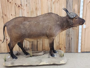 African Dwarf Forest Buffalo Full Body Taxidermy Mount