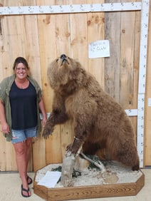 Alaskan Grizzly Bear Full Body Taxidermy Mount
