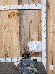 African White Tailed Mongoose Full Body Taxidermy Mount