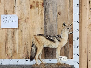 Black Back Jackal Full Body Taxidermy Mount