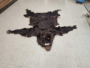 Alaskan Grizzly Bear Skin Taxidermy