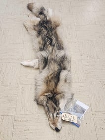 Alaskan Wolf Soft Tanned Fur Taxidermy