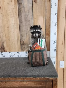 Raccoon Raiding A Snack Basket Taxidermy