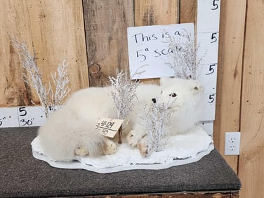 Arctic Fox Full Body Taxidermy Mount
