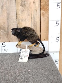 Red Handed Tamarin Monkey Full Body Taxidermy Mount