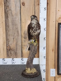 Common Buzzard Buteo Buteo Full Body Bird Taxidermy