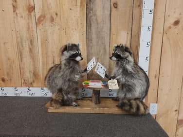 2 Raccoons Playing Poker Full Body Taxidermy Mount