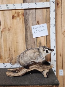 Badger Full Body Taxidermy Mount