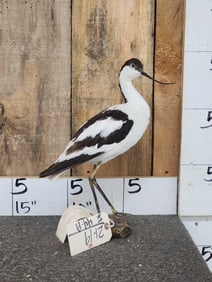 Pied Avocet Full Body Bird Taxidermy