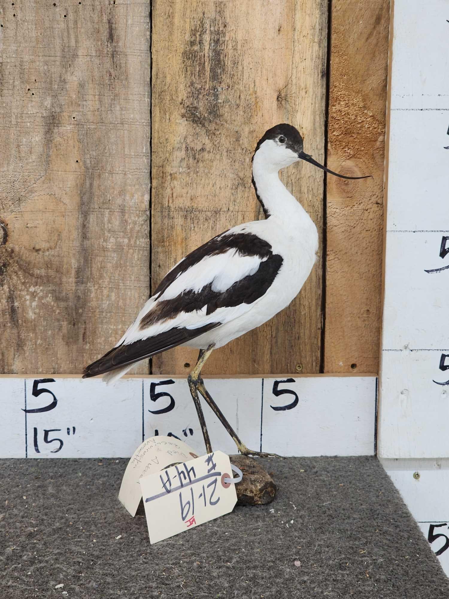 Pied Avocet Full Body Bird Taxidermy: 21.19 Pretty bird Palearctic Asia Russia