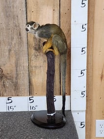 Squirrel Monkey Full Body Taxidermy Mount