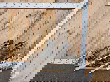 2 Raccoons In A Birch Bark Canoe Taxidermy