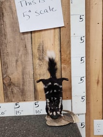 Western Spotted Skunk Full Body Taxidermy Mount