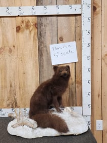 Arctic Fox Full Body Taxidermy Mount